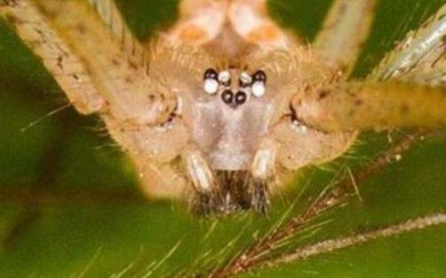 家中常见的20种蜘蛛(十大常见的室内蜘蛛)