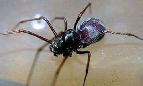 家中常见的20种蜘蛛(十大常见的室内蜘蛛)