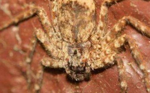 家中常见的20种蜘蛛(十大常见的室内蜘蛛)