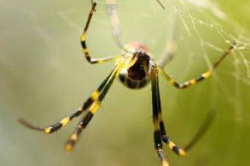 家中常见的20种蜘蛛(十大常见的室内蜘蛛)