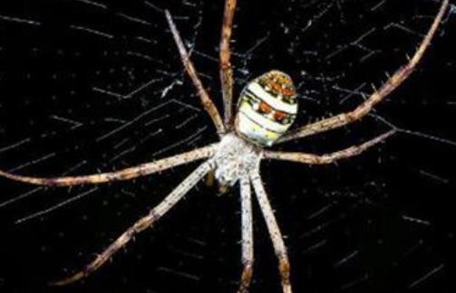 家中常见的20种蜘蛛(十大常见的室内蜘蛛)