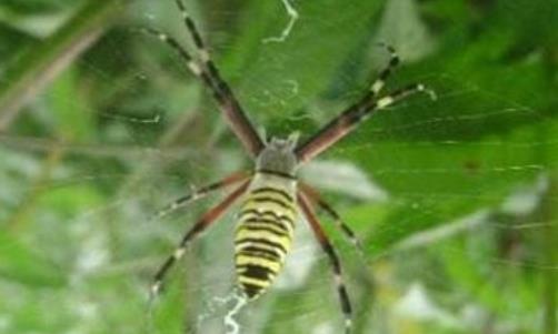 家中常见的20种蜘蛛(十大常见的室内蜘蛛)