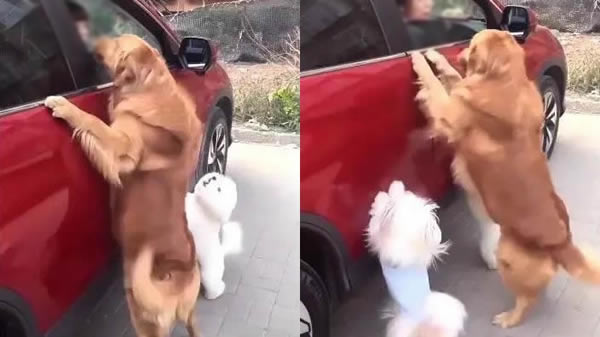 男主在车里女主全身(看到女主在车里金毛兴奋的刨车) 男主在车里女主全身(看到女主在车里金毛兴奋的刨车)