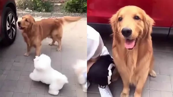 男主在车里女主全身(看到女主在车里金毛兴奋的刨车) 男主在车里女主全身(看到女主在车里金毛兴奋的刨车)