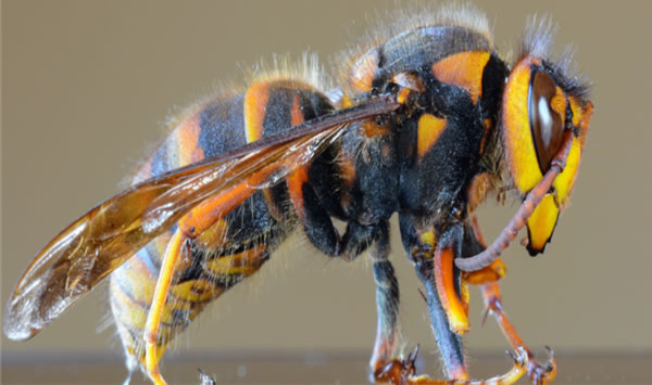 10最恐怖远古昆虫有哪些