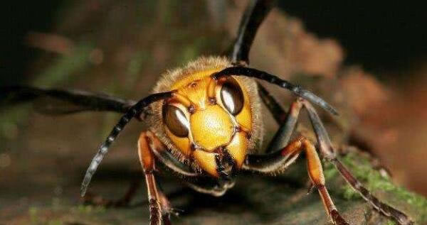 10最恐怖远古昆虫有哪些