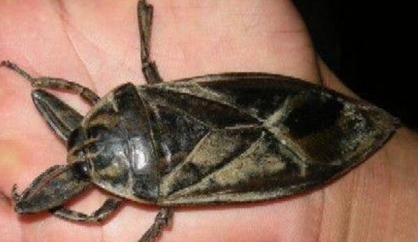 10最恐怖远古昆虫有哪些