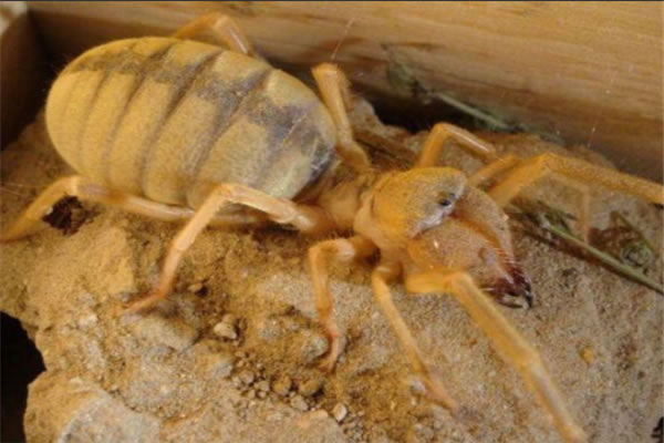 10最恐怖远古昆虫有哪些