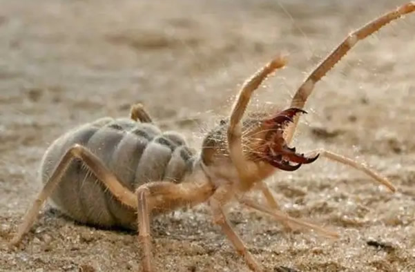 10最恐怖远古昆虫有哪些