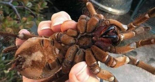 10最恐怖远古昆虫有哪些