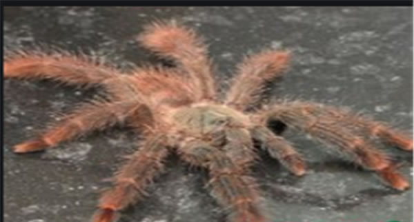 10最恐怖远古昆虫有哪些