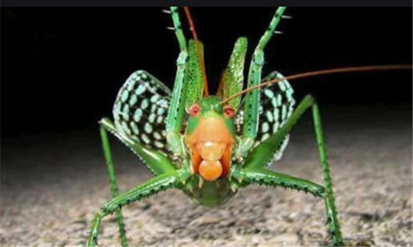 10最恐怖远古昆虫有哪些