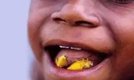 世界上最恶心的昆虫(盘点最恶心的昆虫大餐)