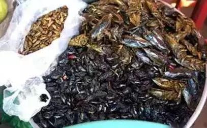 世界上最恶心的昆虫(盘点最恶心的昆虫大餐)