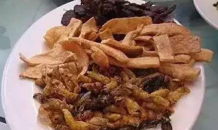 世界上最恶心的昆虫(盘点最恶心的昆虫大餐)