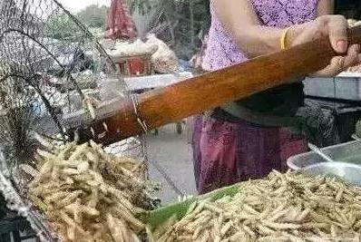 世界上最恶心的昆虫(盘点最恶心的昆虫大餐)