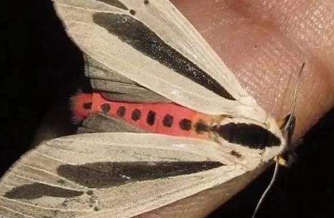 世界上最恶心的昆虫(盘点最恶心的昆虫大餐)