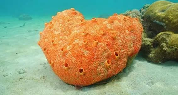 海绵宝宝是一种原始的什么动物