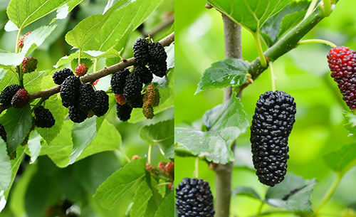 有人说桑葚干能提高性功能真的吗 有人说桑葚干能提高性功能真的吗