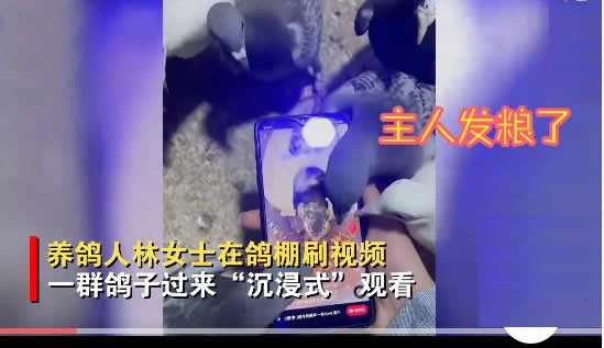 主人刷视频被鸽子群围啄屏幕(鸽子：触屏就这么用的)