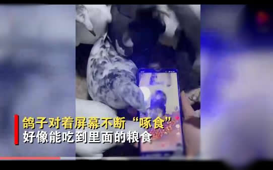 主人刷视频被鸽子群围啄屏幕(鸽子：触屏就这么用的)