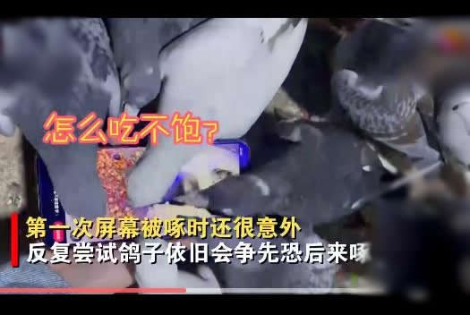 主人刷视频被鸽子群围啄屏幕(鸽子：触屏就这么用的)