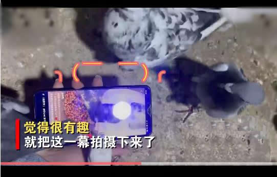 主人刷视频被鸽子群围啄屏幕(鸽子：触屏就这么用的)