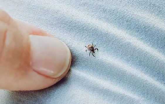 3人因蜱虫病病逝 曾接触去世感染者(蜱虫咬人后症状) 3人因蜱虫病病逝 曾接触去世感染者(蜱虫咬人后症状)