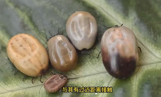 3人因蜱虫病病逝 曾接触去世感染者(蜱虫咬人后症状) 3人因蜱虫病病逝 曾接触去世感染者(蜱虫咬人后症状)