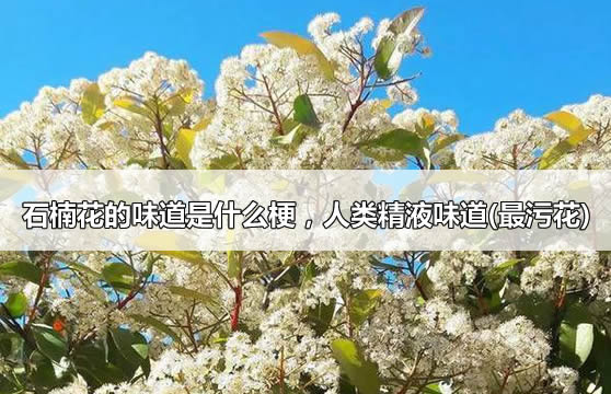 石楠花的味道是什么梗,人类精液味道(最污花) 石楠花的味道是什么梗,人类精液味道(最污花)