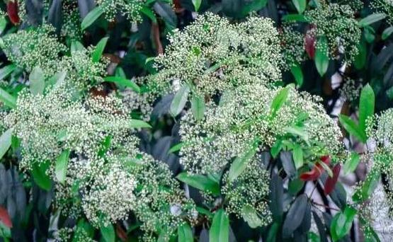 石楠花的味道是什么梗,人类精液味道(最污花) 石楠花的味道是什么梗,人类精液味道(最污花)