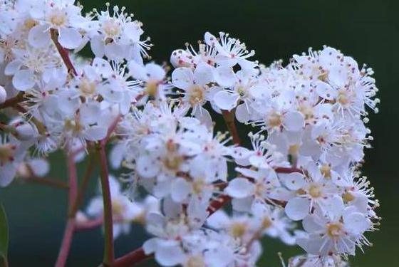 石楠花的味道是什么梗,人类精液味道(最污花) 石楠花的味道是什么梗,人类精液味道(最污花)