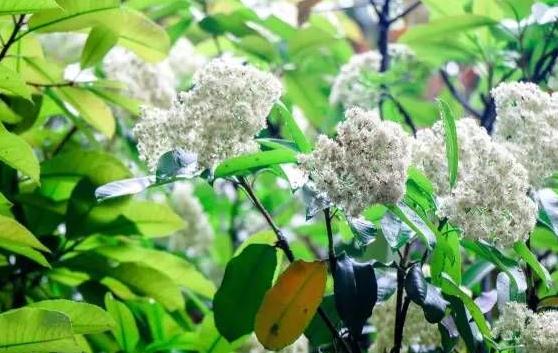 石楠花的味道是什么梗,人类精液味道(最污花) 石楠花的味道是什么梗,人类精液味道(最污花)