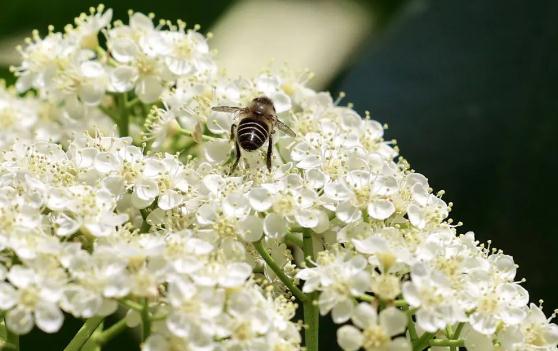 石楠花的味道是什么梗,人类精液味道(最污花) 石楠花的味道是什么梗,人类精液味道(最污花)