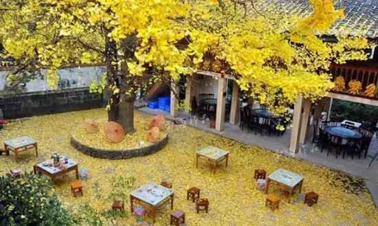 排名第一最好的镇宅树，哪些镇宅树适合庭院种