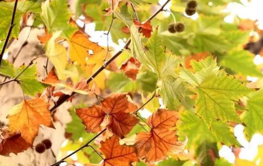 排名第一最好的镇宅树，哪些镇宅树适合庭院种