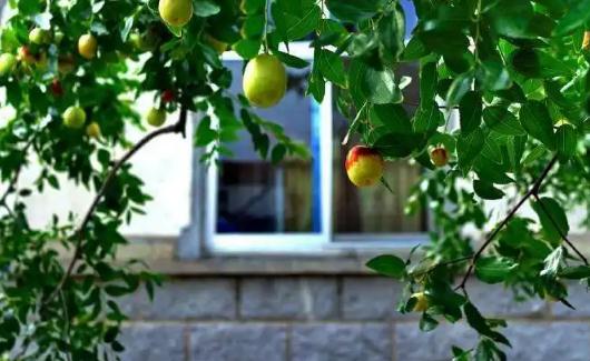 排名第一最好的镇宅树，哪些镇宅树适合庭院种