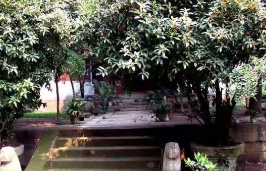 排名第一最好的镇宅树，哪些镇宅树适合庭院种