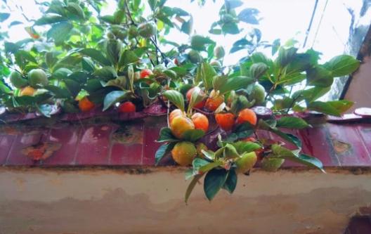 排名第一最好的镇宅树，哪些镇宅树适合庭院种