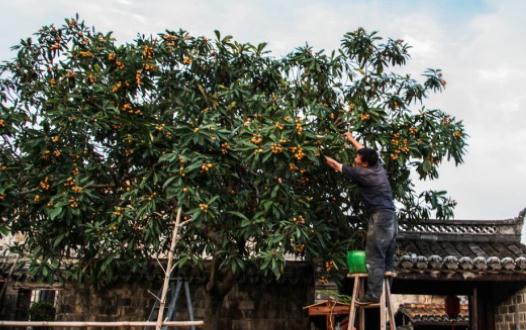 排名第一最好的镇宅树，哪些镇宅树适合庭院种