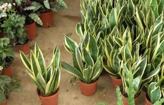 排名第一最好的镇宅树，哪些镇宅树适合庭院种