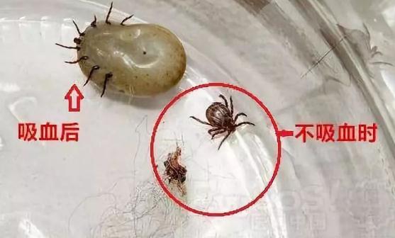 教你预防：3人因蜱虫病病逝 曾接触去世感染者