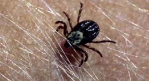 河南又一位老人感染蜱虫病病逝，教你蜱虫怎么预防