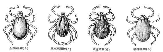 河南又一位老人感染蜱虫病病逝，教你蜱虫怎么预防