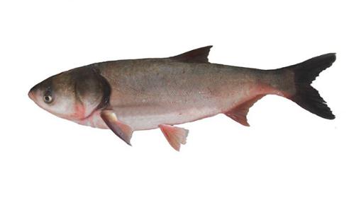 世界上十大最脏的鱼，很脏但却是人间美味(附图片)