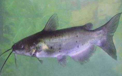 世界上十大最脏的鱼，很脏但却是人间美味(附图片)