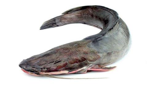 世界上十大最脏的鱼，很脏但却是人间美味(附图片)