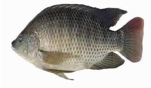 世界上十大最脏的鱼，很脏但却是人间美味(附图片)