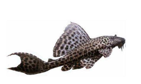 世界上十大最脏的鱼，很脏但却是人间美味(附图片)