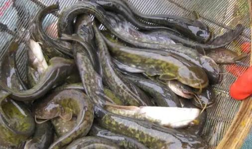世界上十大最脏的鱼，很脏但却是人间美味(附图片)